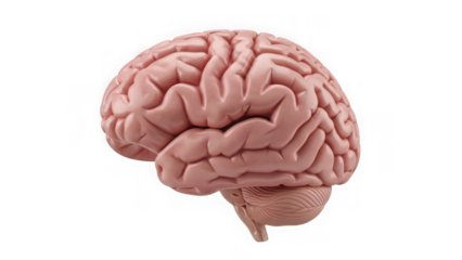 Human brain model on isolated transparent background