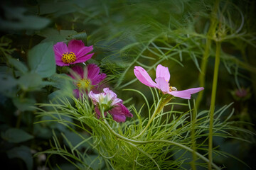  Hidden caterpillar in an autumn flower