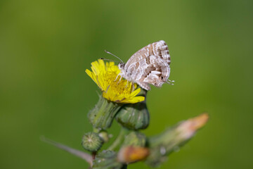 Tiny autumn butterfly
