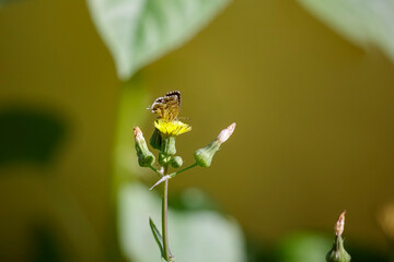 Tiny autumn butterfly