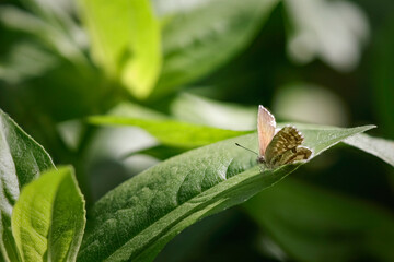 Tiny autumn butterfly