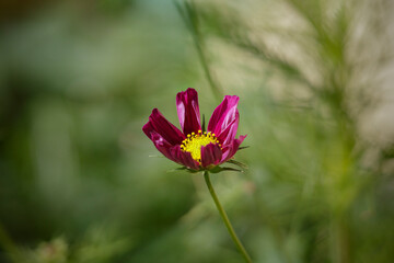 Beautiful red autumn flower