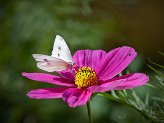 Autumn white butterfly