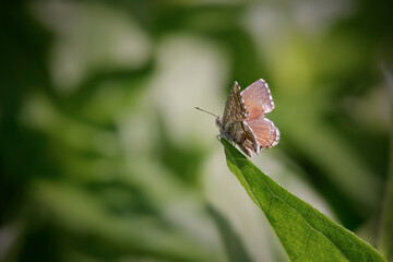Tiny autumn butterfly