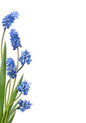 Small bush of blue flowers and green leaves of muscari in a floral border isolated on white or transparent background