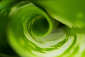 Fibonacci essence in nature; the growth spiral of the dumbcane leaf; Dieffenbachia Seguine