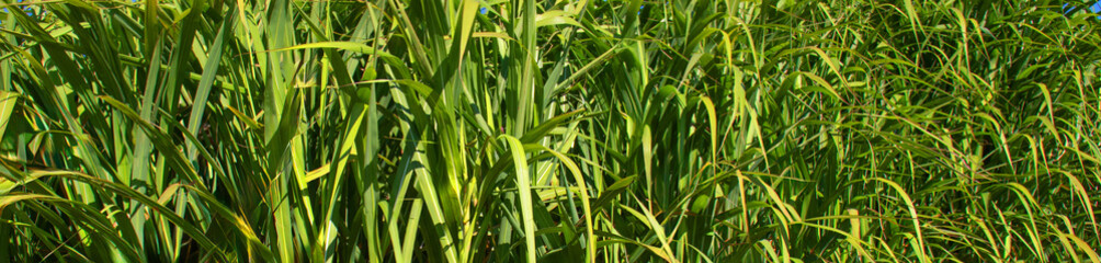 Obraz premium dense green tall grass blades illuminated by bright natural sunlight