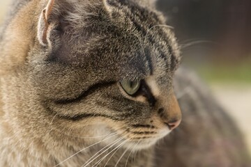 Close-up photography of a domestic cat  © ramona georgescu
