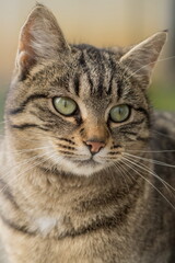 Close-up photography of a domestic cat	