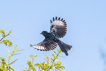 Phainopepla (Phainopepla nitens) Photo, in Flight, Against a Clear Blue Sky