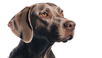 Close-up of a brown dog with orange eyes, isolated on white background.