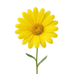Cheerful yellow daisy flower in nature, a symbol of joy and summer freshness. Vibrant floral element for happy designs and natural concepts.