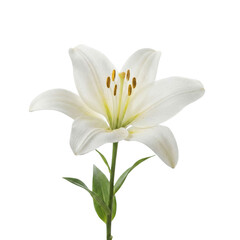 Fototapeta premium Pure white lily flower in full bloom with open petals and fresh fragrance, symbolizing elegance and peace. High quality floral macro for design.
