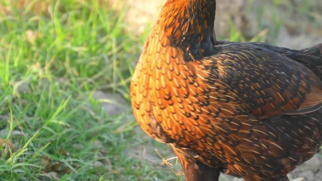 Asil (Aseel) Chicken in 120fps 4K Slow Motion. Powerful Traditional Gamefowl Standing Proud with Muscular Build, Glossy Feathers, and Alert Posture Captured in Cinematic High-Detail Rural and Livestoc