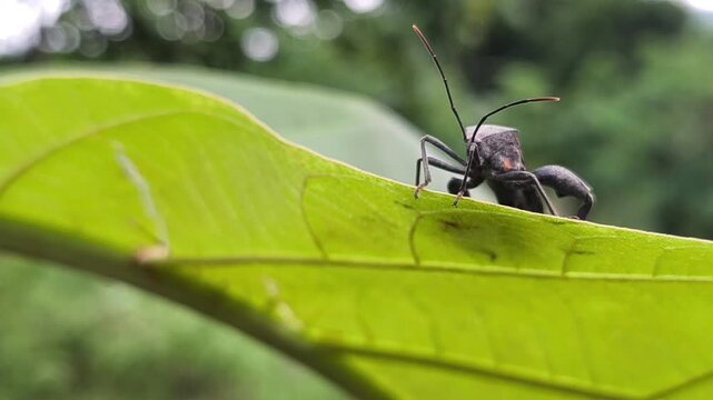 Leaf footed bug perched on a green leaf in nature