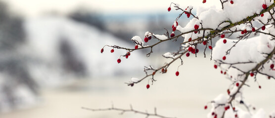Snow-covered hawthorn branches with red berries against winter foggy landscape background