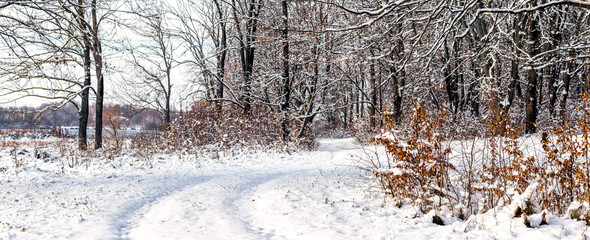 Snowy forest road in winter with bare trees and dry leaves on roadside among winter landscape