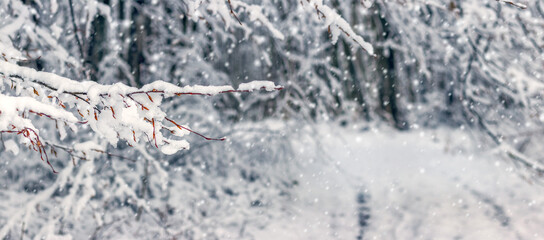 Snow-covered tree branches along forest path in winter woodland