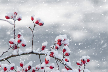 Red berries on snow-covered branches during snowfall with falling snowflakes, winter nature with bright fruits on blurred background
