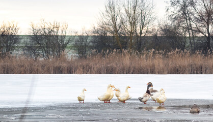 Flock of white domestic ducks on frozen lake near shore with dry reeds and bare trees, winter landscape with birds on ice