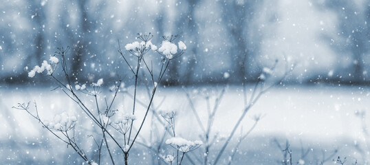 Snow-covered dry umbrella plants during snowfall with falling snowflakes on blurred winter background, frosty nature with delicate stems