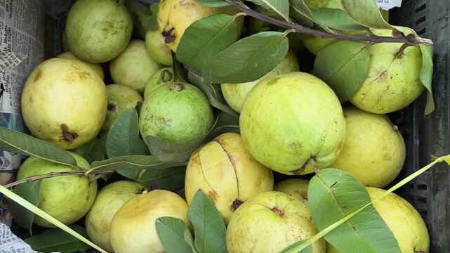 fresh guava fruits with leaves in market crate
