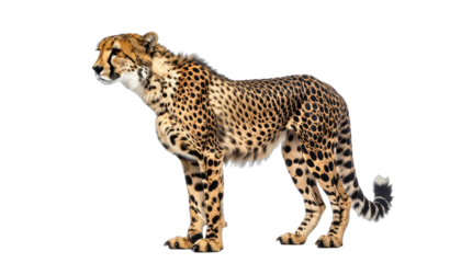 A striking portrait of a cheetah standing proudly against a solid black background.