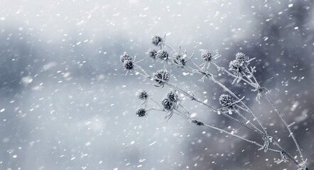 Snow-covered dry flowers of wild plant covered with frost during snowfall on blurred gray background of winter landscape