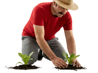 Man planting young seedlings with soil on isolated transparent background