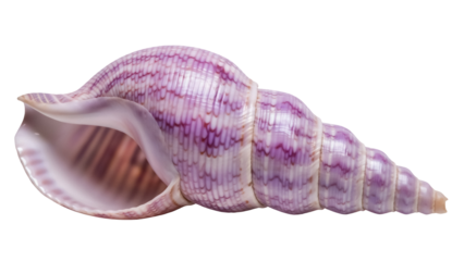 Elegant purple sea snail shell isolated PNG on transparent background, marine life conch for decoration and design use