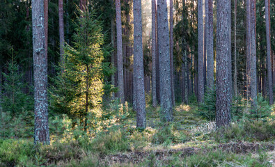 Obraz premium pine forest in autumn