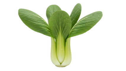 Fresh green Bok Choy isolated PNG, Chinese cabbage vegetable for healthy eating and Asian cuisine on transparent background