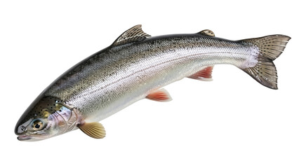 Obraz premium Rainbow trout isolated PNG on transparent background, freshwater fish with colorful iridescent scales and distinctive pink stripe for fishing and culinary themes