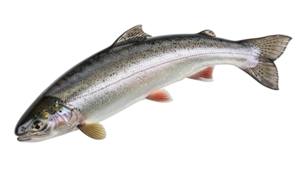 Rainbow trout isolated PNG on transparent background, freshwater fish with colorful iridescent scales and distinctive pink stripe for fishing and culinary themes
