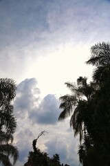 palm tree silhouette