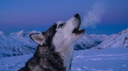 Siberian Husky Dog Howling in Snowy Mountain Landscape at Blue Hour with Breath Mist Visible