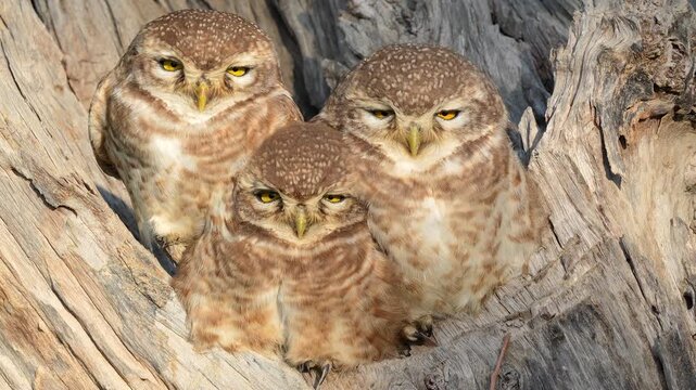 Spotted Owlets (Athene brama) Huddling Together on a Tree Trunk in 120fps 4K Slow Motion. Adorable Nocturnal Birds Resting Closely with Expressive Eyes, Detailed Feathers, and Natural Woodland Habitat