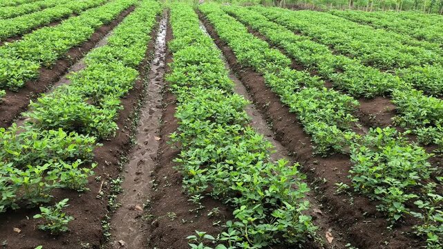 Peanut plants growing in organized agricultural rows on fertile farmland under tropical conditions