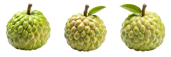  Set of A black and white drawing of a feather and flower isolated on a transparent background