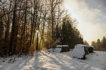 A beautiful snow-covered winter forest landscape in the evening sun