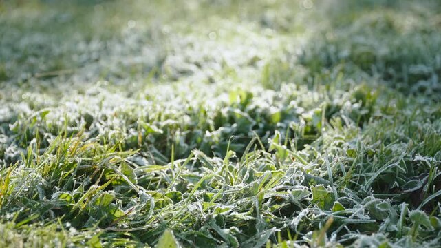 Green grass covered with layer of white frost in sunlight, pan shot. Frozen morning dew on plants during frost. Crystallization of moisture during subzero temperatures, freezing of seedlings.