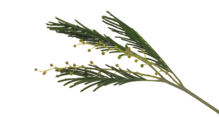 Green flower buds, mimosa branch isolated on white, Acacia dealbata, clipping path