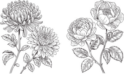 Detailed black and line chrysanthemum and peony flowers floral bloom © Musfiqur