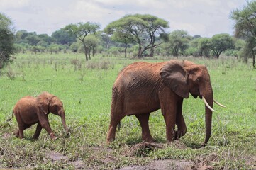 Mother Elephant walking with calf in African Savannah © Sonji