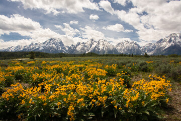 yellow flowers in the mountains