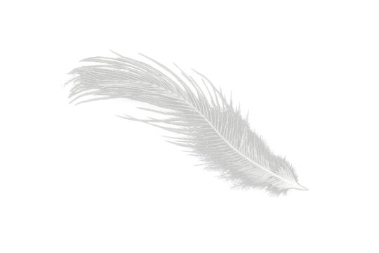white feather isolated on white or transparent png
