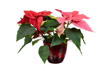 red poinsettia flower or Amaryllis flower in red pot isolated on white or transparent png