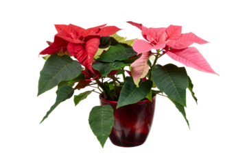 red poinsettia flower or Amaryllis flower in red pot isolated on white or transparent png