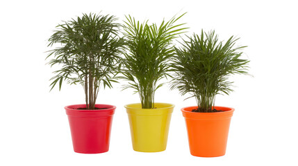 Fototapeta premium Three lush green palm plants in colorful red, yellow, and orange pots, isolated on transparency background, create vibrant and cheerful indoor decor accent