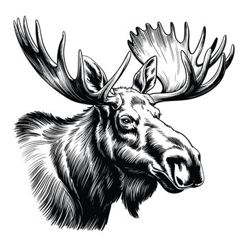 Elegant minimalist moose head with antlers - wildlife vector illustration